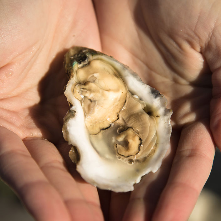 eastern shore oyster