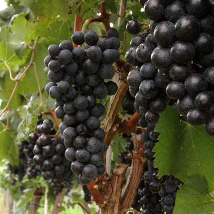 Cabernet Franc grapes